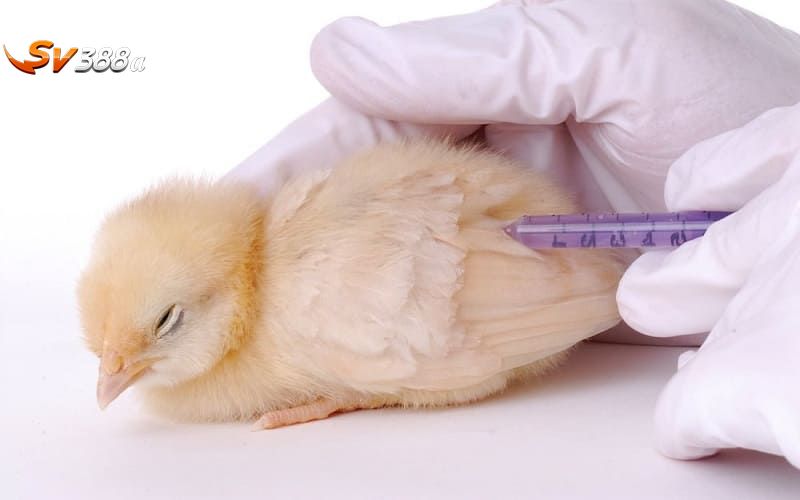 Phòng bệnh cho gà là cách nuôi gà chọi c1 hiệu quả nhất
