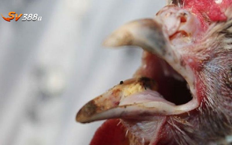 Tìm hiểu các nguyên nhân gây bệnh thở dốc ở gà